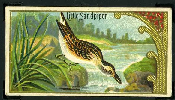 28 Little Sandpiper
